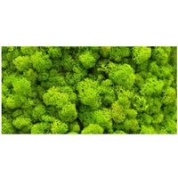 Reptile Realm Aqua Natural 2 foot (40cm high by 60cm wide) Moss Wall Poster Background Moss Wall Poster Background - Tank Terrarium Australia