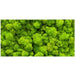 Reptile Realm Aqua Natural 2 foot (40cm high by 60cm wide) Moss Wall Poster Background Moss Wall Poster Background - Tank Terrarium Australia