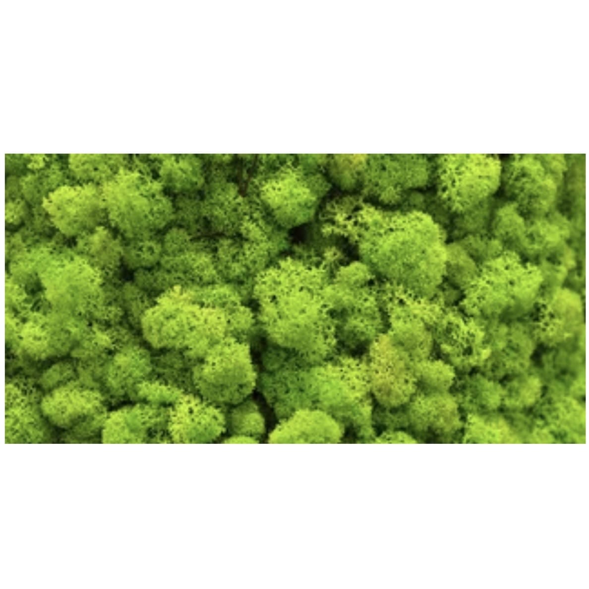 Reptile Realm Aqua Natural 2 foot (40cm high by 60cm wide) Moss Wall Poster Background Moss Wall Poster Background - Tank Terrarium Australia