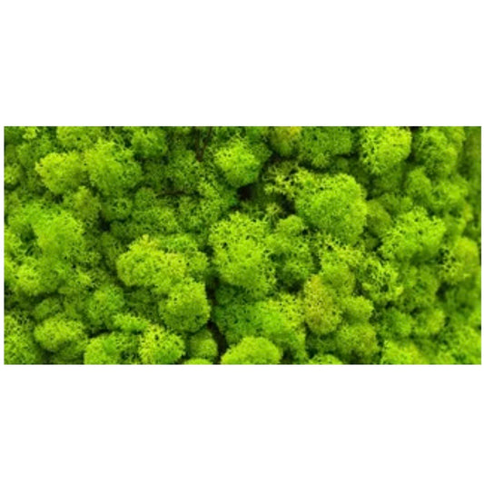 Reptile Realm Aqua Natural 2 foot (40cm high by 60cm wide) Moss Wall Poster Background Moss Wall Poster Background - Tank Terrarium Australia