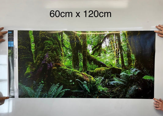 Tank Terrarium Australia Aqua Natural Amazon Rainforest Poster Background Amazon Rainforest Terrarium Background - Tank Terrarium Australia