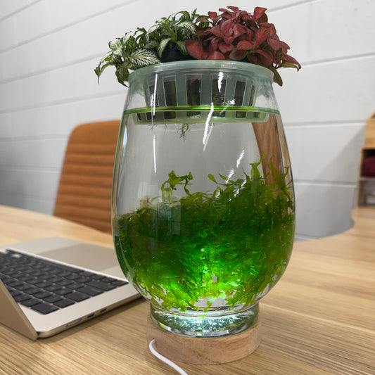 Scapeshop.com.au Aquarium Tanks Shrimp & Moss Plant Pod Aquarium Shrimp & Moss Plant Pod Aquarium for Desktop Aquagarden 