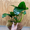 Pisces Enterprises Bare-root Plant Anubias Barteri Bare-root Extra-large Anubias Barteri Bare-root 30cm - Aquarium Plants Australia