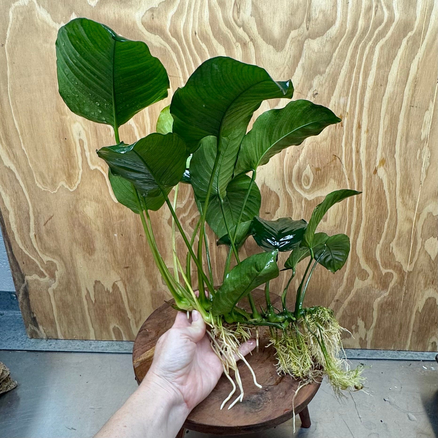 Pisces Enterprises Bare-root Plant Anubias Barteri Bare-root Extra-large Anubias Barteri Bare-root 30cm - Aquarium Plants Australia