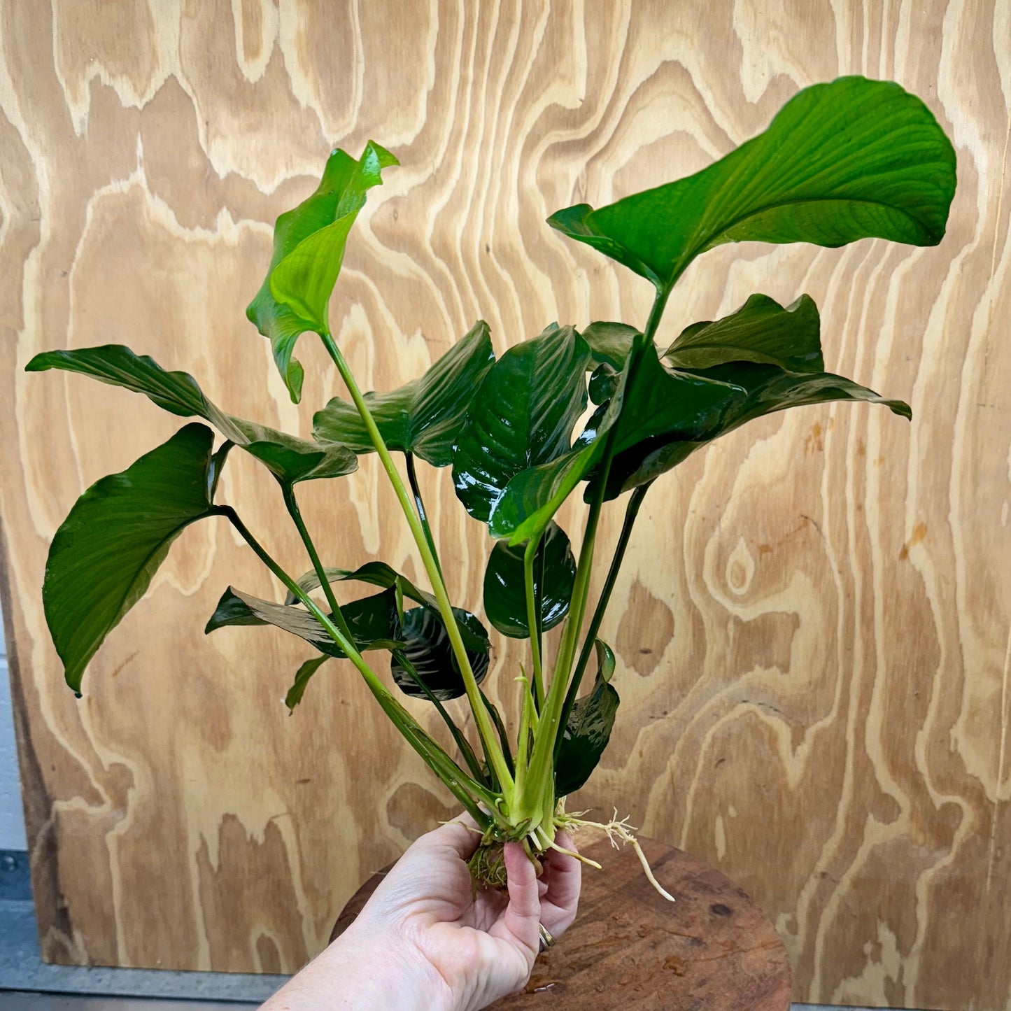 Pisces Enterprises Bare-root Plant Anubias Barteri Bare-root Extra-large Anubias Barteri Bare-root 30cm - Aquarium Plants Australia