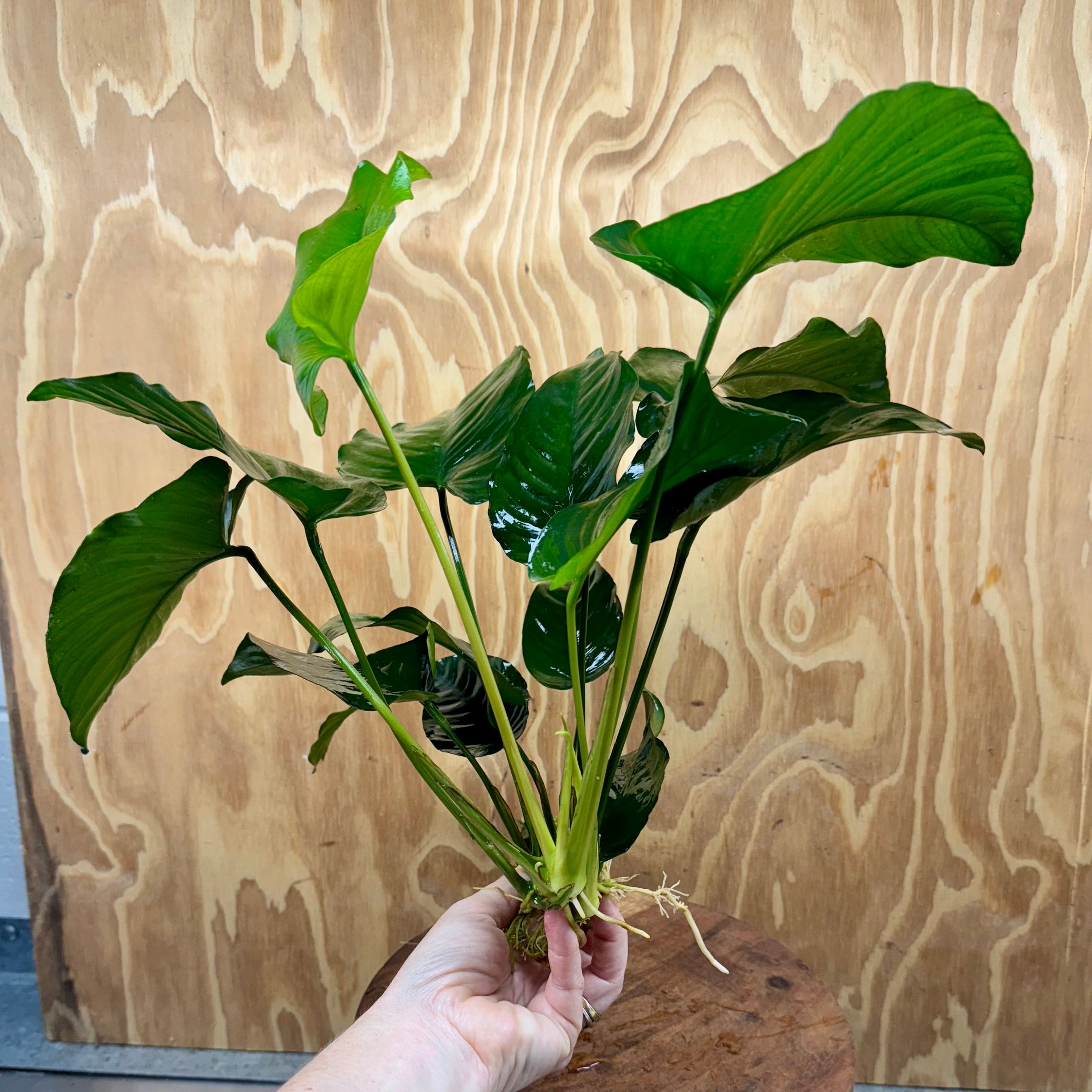 Pisces Enterprises Bare-root Plant Anubias Barteri Bare-root Extra-large Anubias Barteri Bare-root 30cm - Aquarium Plants Australia