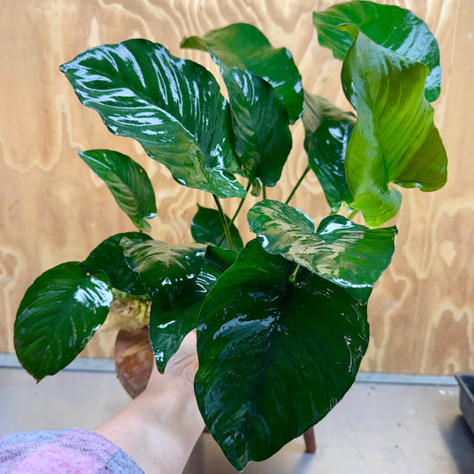 Pisces Enterprises Bare-root Plant Anubias Barteri Bare-root Extra-large Anubias Barteri Bare-root 30cm - Aquarium Plants Australia