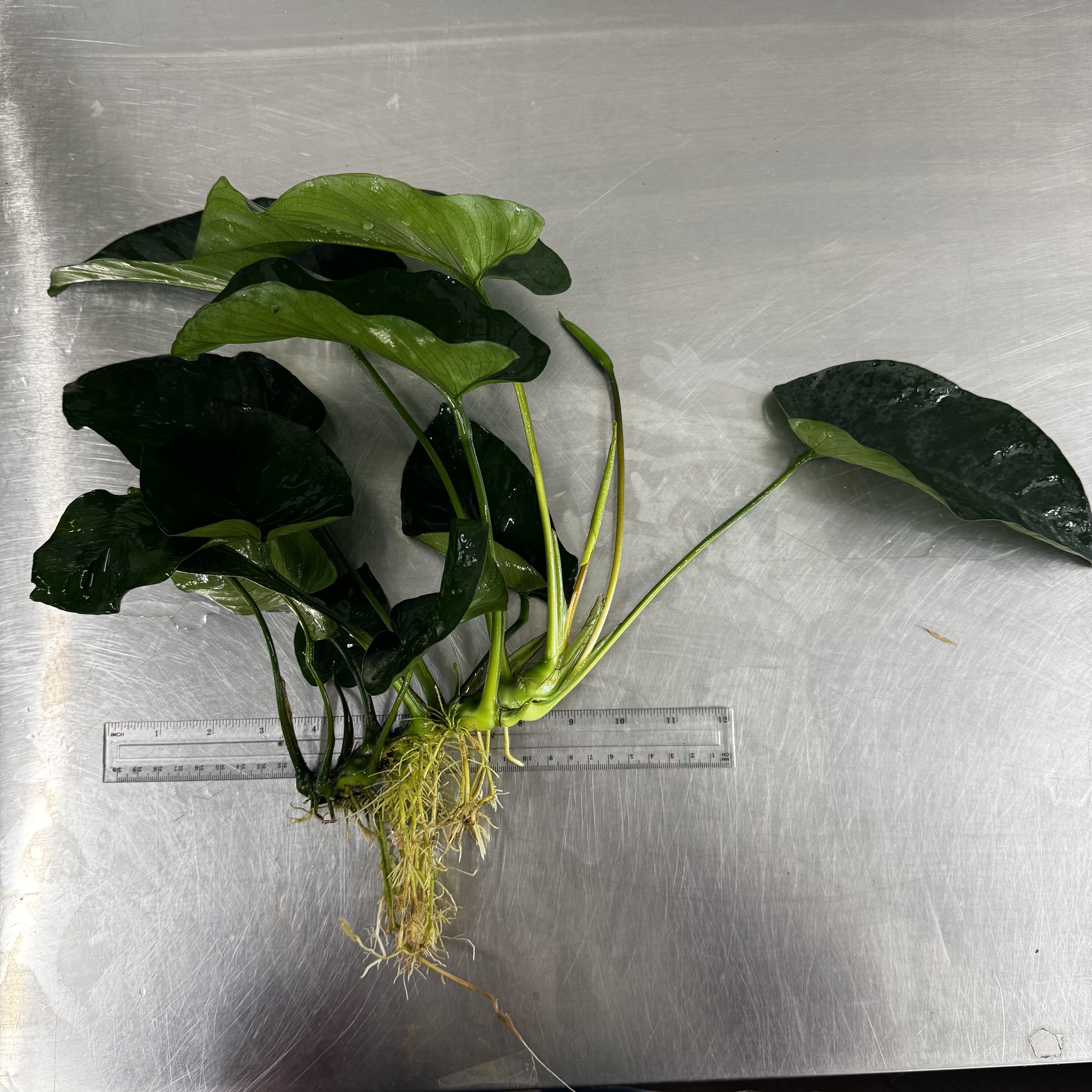 Pisces Enterprises Bare-root Plant Anubias Barteri Bare-root Extra-large Anubias Barteri Bare-root 30cm - Aquarium Plants Australia