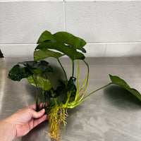 Pisces Enterprises Bare-root Plant Anubias Barteri Bare-root Extra-large Anubias Barteri Bare-root 30cm - Aquarium Plants Australia