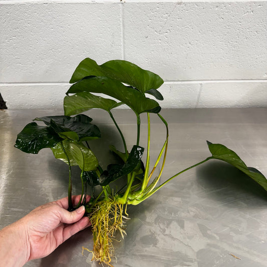 Pisces Enterprises Bare-root Plant Anubias Barteri Bare-root Extra-large Anubias Barteri Bare-root 30cm - Aquarium Plants Australia