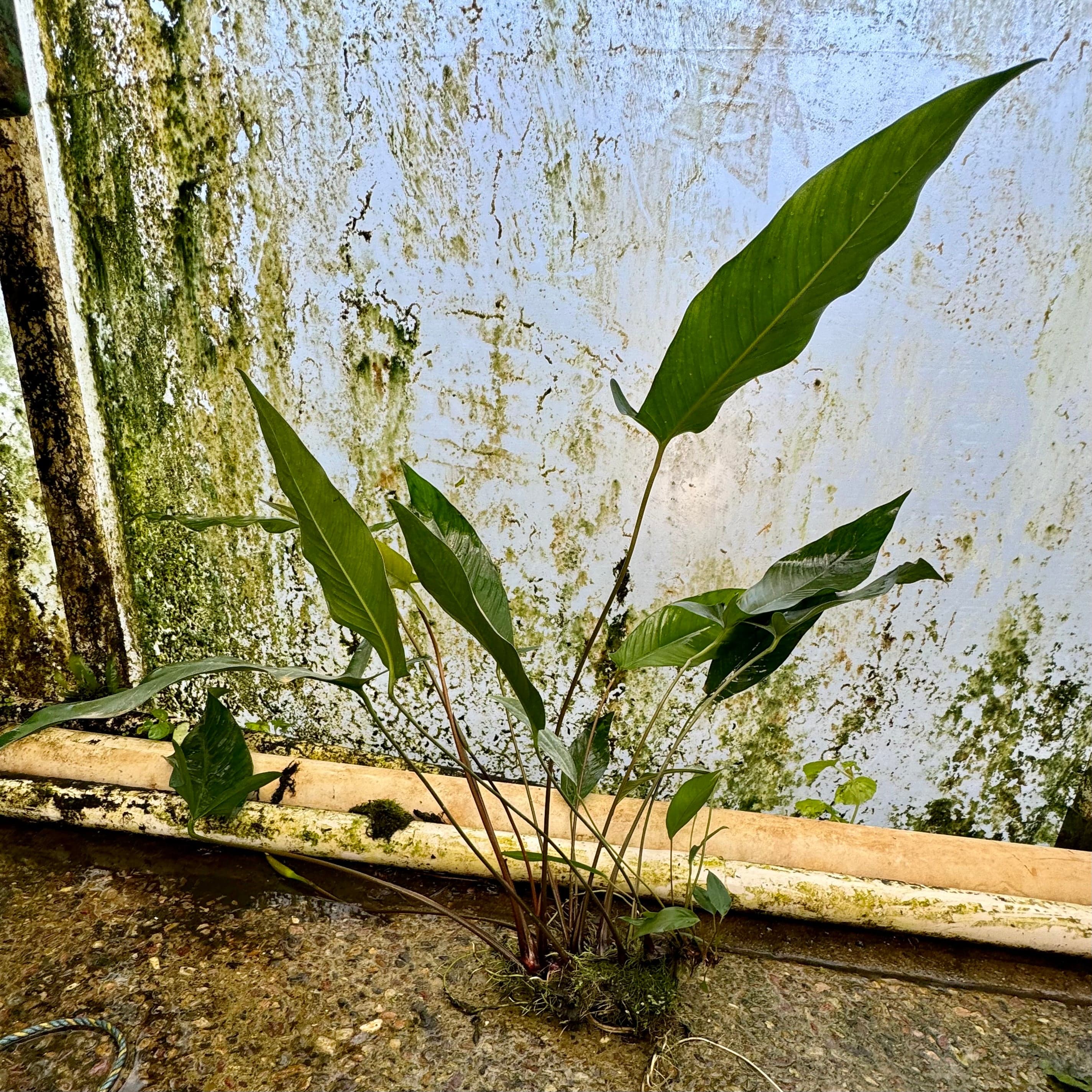 Pisces Enterprises Bare-root Plant Anubias Hybrid Bare-root Extra-Large - One Only Anubias Hybrid Bare-root - Aquarium Plants Australia