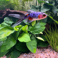Pisces Enterprises Bare-root Plant Anubias Nana Bare-root Large Anubias Nana 5cm Pot - Aquarium Plants Australia