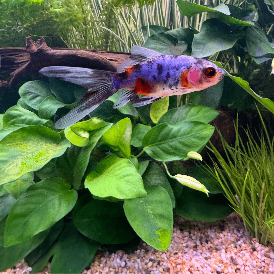 Pisces Enterprises Bare-root Plant Anubias Nana Bare-root Large Anubias Nana 5cm Pot - Aquarium Plants Australia