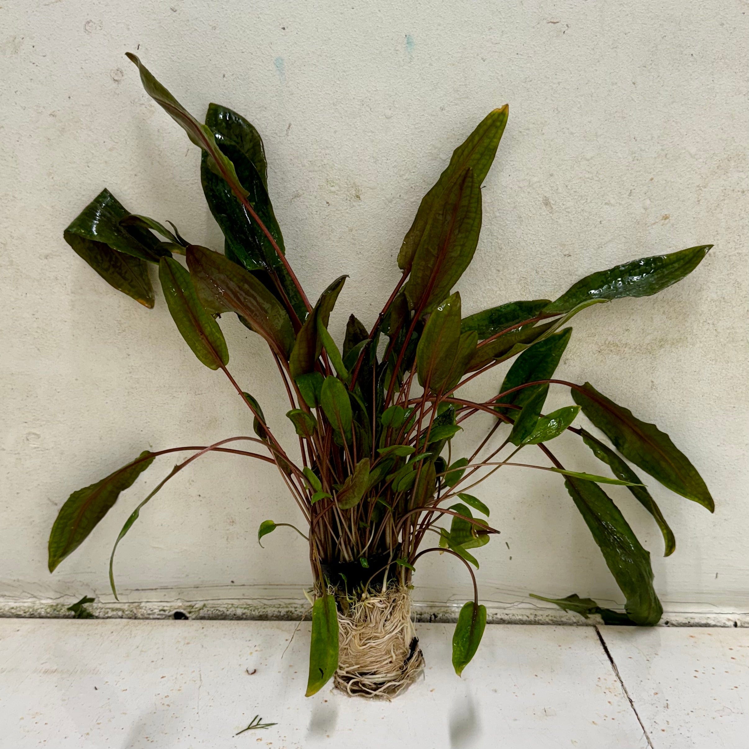 Pisces Enterprises Bare-root Plant Cryptocoryne Mi Oya Advanced, Multi-Planted 5cm Pot - one only Aquarium Plants - Crypt. Mi Oya Advanced Multi-Planted 5cm Pot - One only 