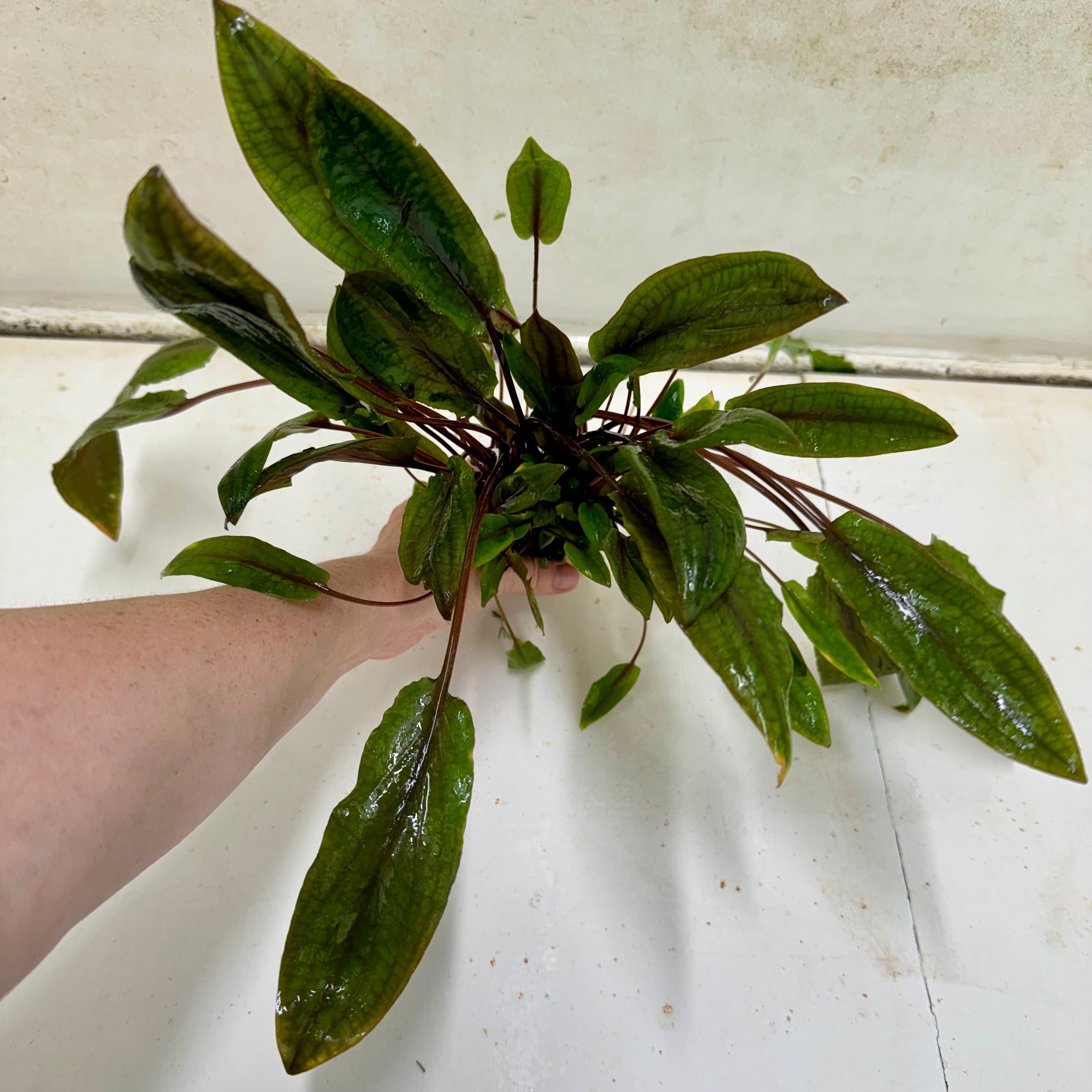 Pisces Enterprises Bare-root Plant Cryptocoryne Mi Oya Advanced, Multi-Planted 5cm Pot - one only Aquarium Plants - Crypt. Mi Oya Advanced Multi-Planted 5cm Pot - One only 