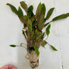 Pisces Enterprises Bare-root Plant Cryptocoryne Mi Oya Advanced, Multi-Planted 5cm Pot - one only Aquarium Plants - Crypt. Mi Oya Advanced Multi-Planted 5cm Pot - One only 