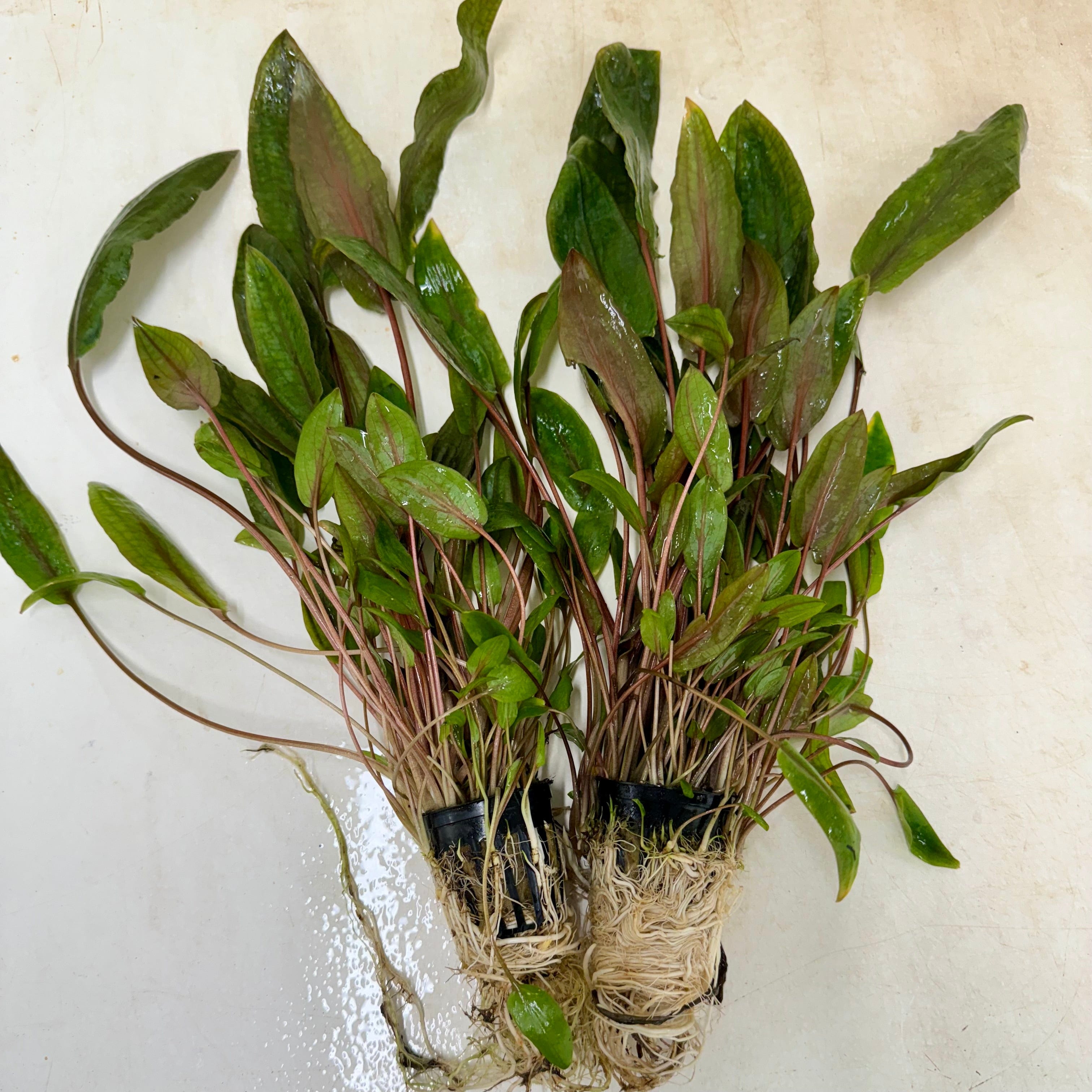 Pisces Enterprises Bare-root Plant Cryptocoryne Mi Oya Advanced, Multi-Planted 5cm Pot - one only Aquarium Plants - Crypt. Mi Oya Advanced Multi-Planted 5cm Pot - One only 