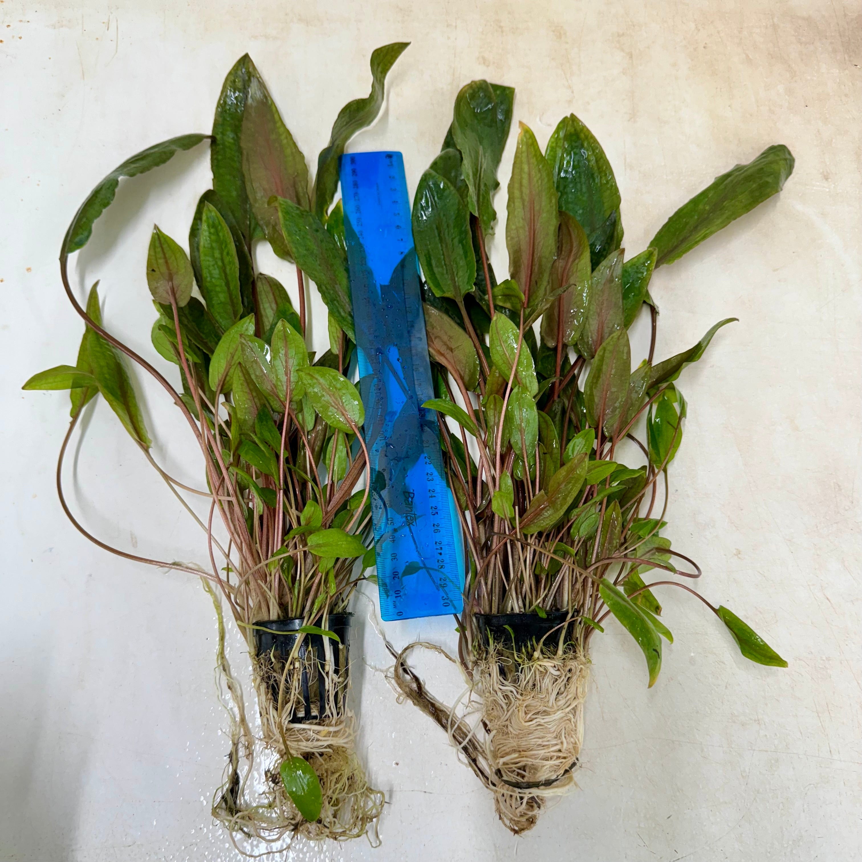 Pisces Enterprises Bare-root Plant Cryptocoryne Mi Oya Advanced, Multi-Planted 5cm Pot - one only Aquarium Plants - Crypt. Mi Oya Advanced Multi-Planted 5cm Pot - One only 