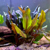 Pisces Enterprises Bare-root Plant Cryptocoryne Mi Oya Bare Root Buy Aquarium Plants Cryptocoryne Mi Oya Bare Root Online