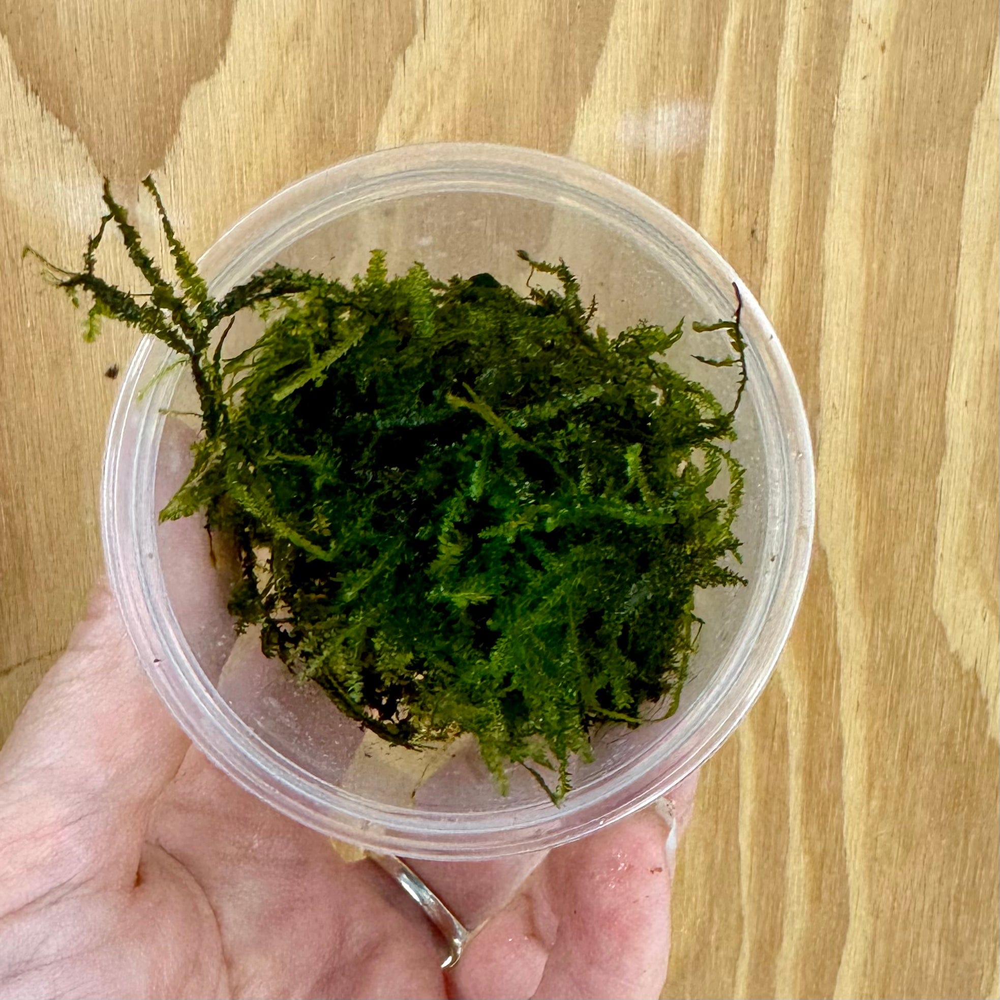 Java Moss Container Fontinalis Moss Tubs (Java Moss) – Scapeshop.com.au