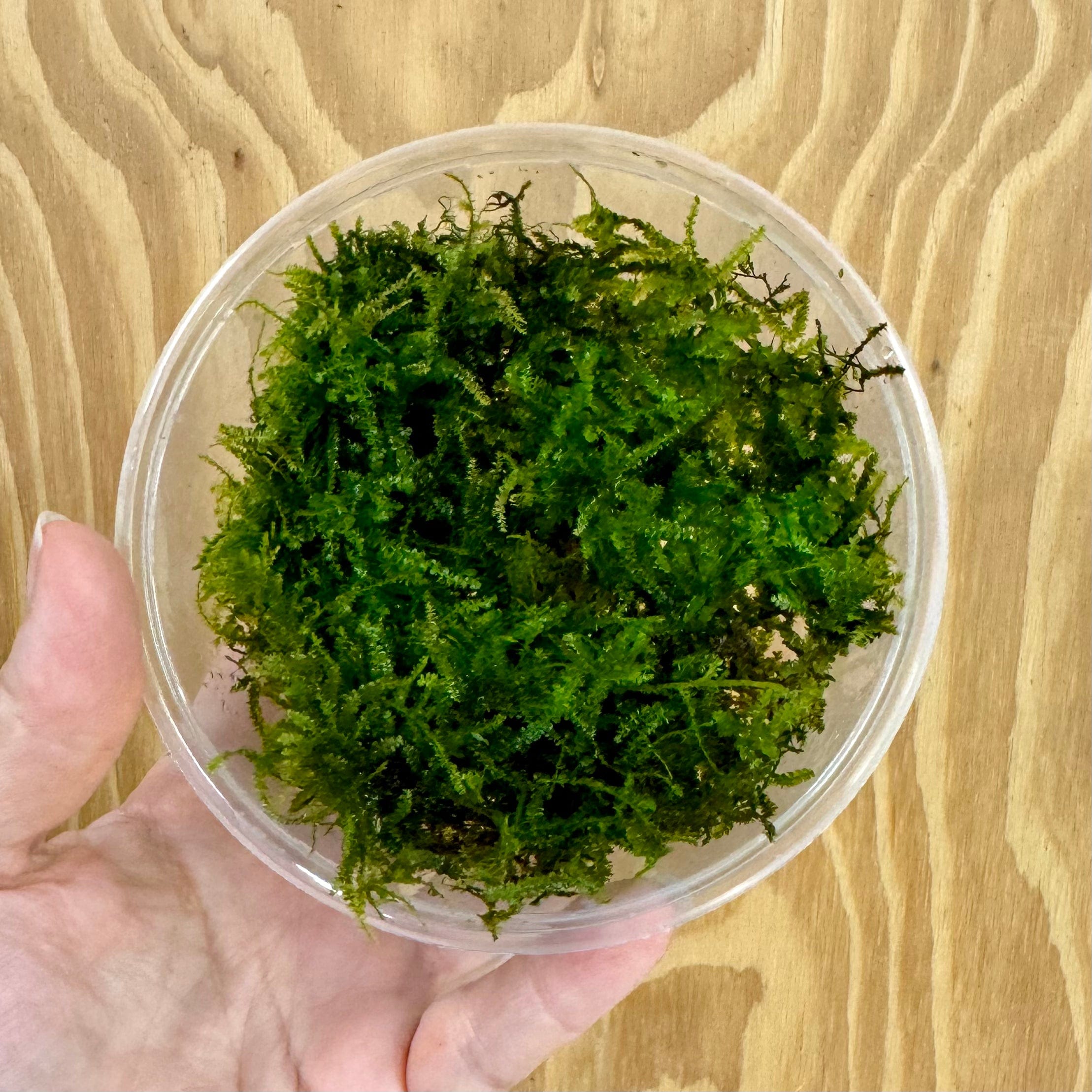 Scapeshop.com.au Bare-root Plant Fontinalis Moss Tubs (Java Moss)