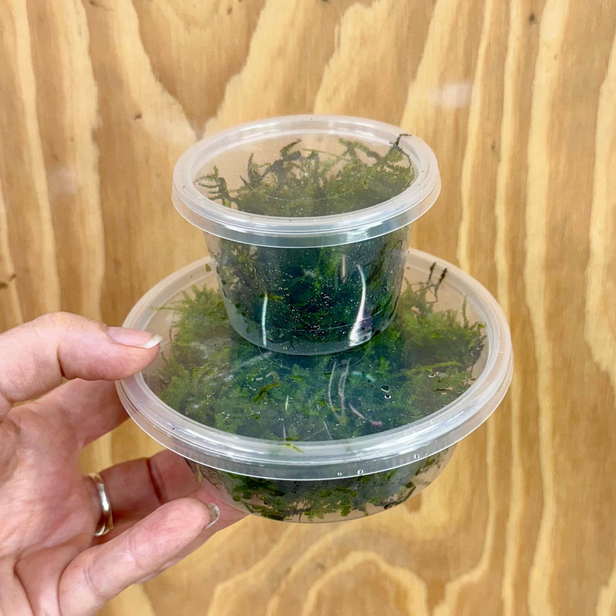 Scapeshop.com.au Bare-root Plant Fontinalis Moss Tubs (Java Moss)