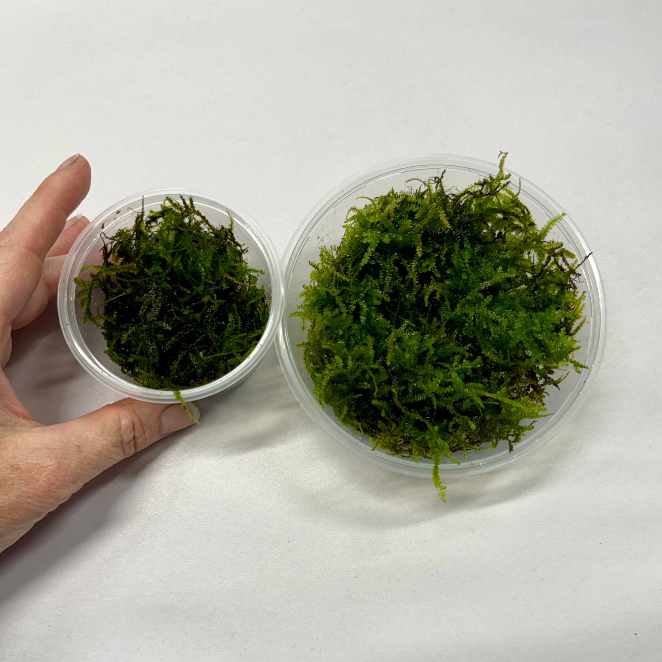 Scapeshop.com.au Bare-root Plant Fontinalis Moss Tubs (Java Moss)