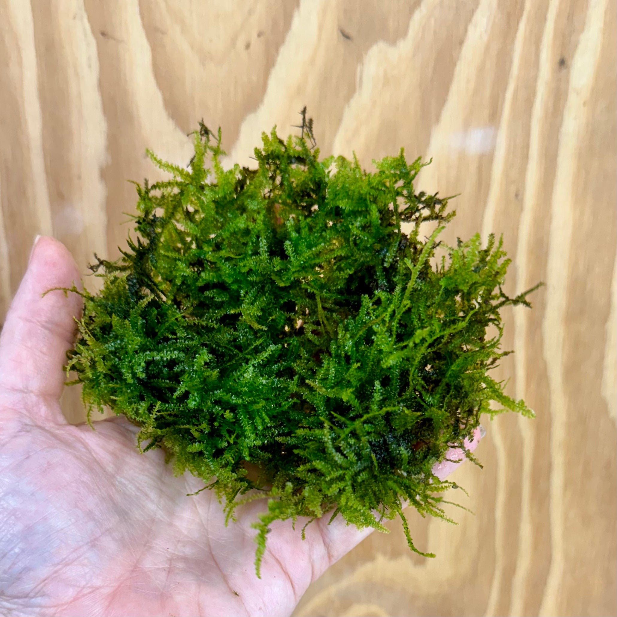 Scapeshop.com.au Bare-root Plant Large Fontinalis Moss Tubs (Java Moss)