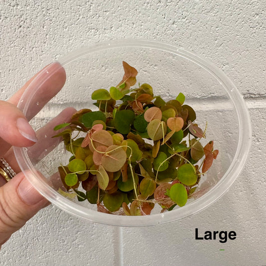 Scapeshop.com.au Bare-Root Plant Red Root Floater Tubs Red Root Floater Floating Aquarium Plants for sale in Australia 