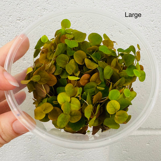 Scapeshop.com.au Bare-Root Plant Red Root Floater Tubs Red Root Floater Floating Aquarium Plants for sale in Australia 