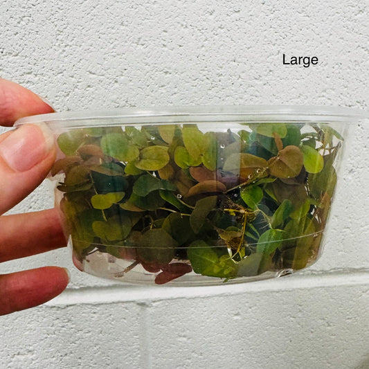 Scapeshop.com.au Bare-Root Plant Red Root Floater Tubs Red Root Floater Floating Aquarium Plants for sale in Australia 