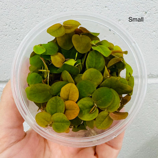 Scapeshop.com.au Bare-Root Plant Red Root Floater Tubs Red Root Floater Floating Aquarium Plants for sale in Australia 