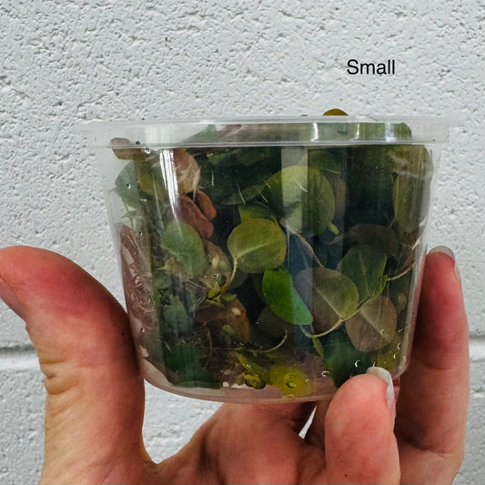 Scapeshop.com.au Bare-Root Plant Red Root Floater Tubs Red Root Floater Floating Aquarium Plants for sale in Australia 