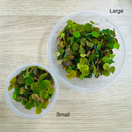 Scapeshop.com.au Bare-Root Plant Red Root Floater Tubs Red Root Floater Floating Aquarium Plants for sale in Australia 