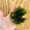 Scapeshop.com.au Bare-root Plant Small Fontinalis Moss Tubs (Java Moss)