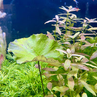 Pisces Enterprises Bare-root Plant Tiger Lotus Green Bare-root Tiger Lotus Green Bare-root