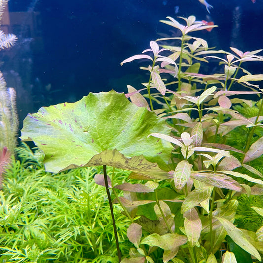 Pisces Enterprises Bare-root Plant Tiger Lotus Green Bare-root Tiger Lotus Green Bare-root