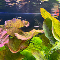 Pisces Enterprises Bare-root Plant Tiger Lotus Red Bare-root Tiger Lotus Red Bare-root
