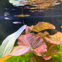Pisces Enterprises Bare-root Plant Tiger Lotus Red Bare-root Tiger Lotus Red Bare-root