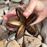 Scapeshop.com.au Botanicals Crows Foot Ash Seed Pod Buy Crows Foot Ash Seed Pod for Blackwater Aquarium from Scapeshop Australia