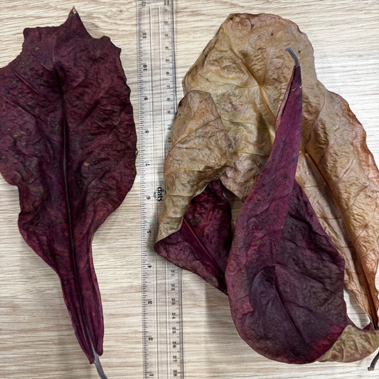 Pisces Aquatics Botanicals Indian Almond Leaves or Catappa Leaves (1 leaf pack) Indian Almond Leaves or Catappa Leaves (1 leaf) - Aquarium Supplies Scapeshop