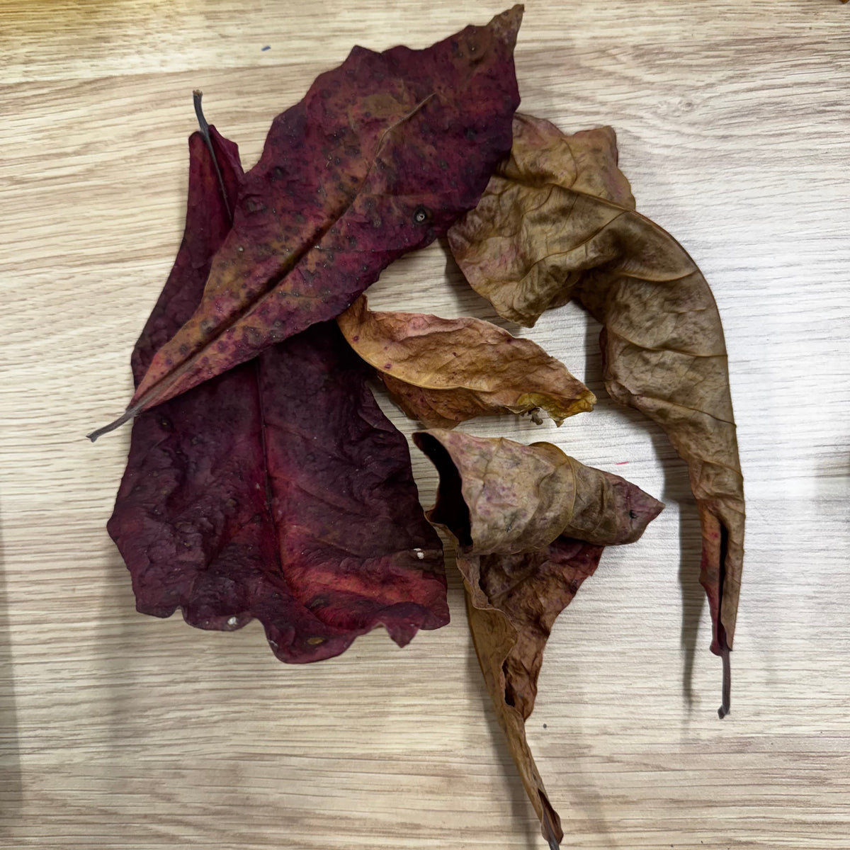 Pisces Aquatics Botanicals Indian Almond Leaves or Catappa Leaves (5 leaf pack) Indian Almond Leaves or Catappa Leaves (5 leaf pack) - Aquarium Supplies Scapeshop