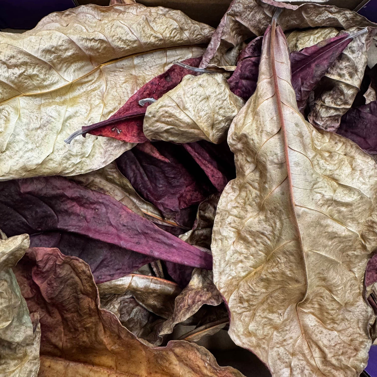 Pisces Aquatics Botanicals Indian Almond Leaves or Catappa Leaves (5 leaf pack) Indian Almond Leaves or Catappa Leaves (5 leaf pack) - Aquarium Supplies Scapeshop