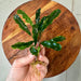 Scapeshop.com.au Bucephalandra Bucephalandra Bare Root Plant (Broad Green Leaf) Bucephalandra Bare Root Plant (Broad Green Leaf) - Scapeshop Australia