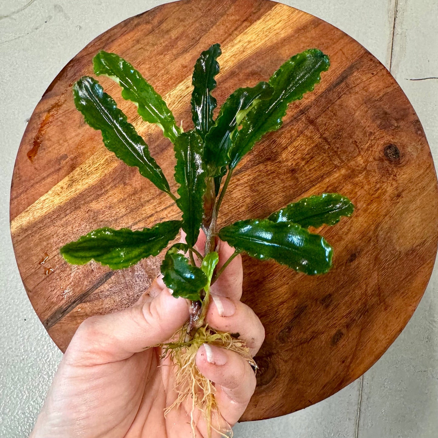 Scapeshop.com.au Bucephalandra Bucephalandra Bare Root Plant (Broad Green Leaf) Bucephalandra Bare Root Plant (Broad Green Leaf) - Scapeshop Australia