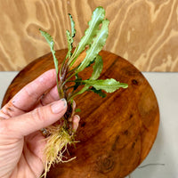 Scapeshop.com.au Bucephalandra Bucephalandra Bare Root Plant (Broad Green Leaf) Bucephalandra Bare Root Plant (Broad Green Leaf) - Scapeshop Australia