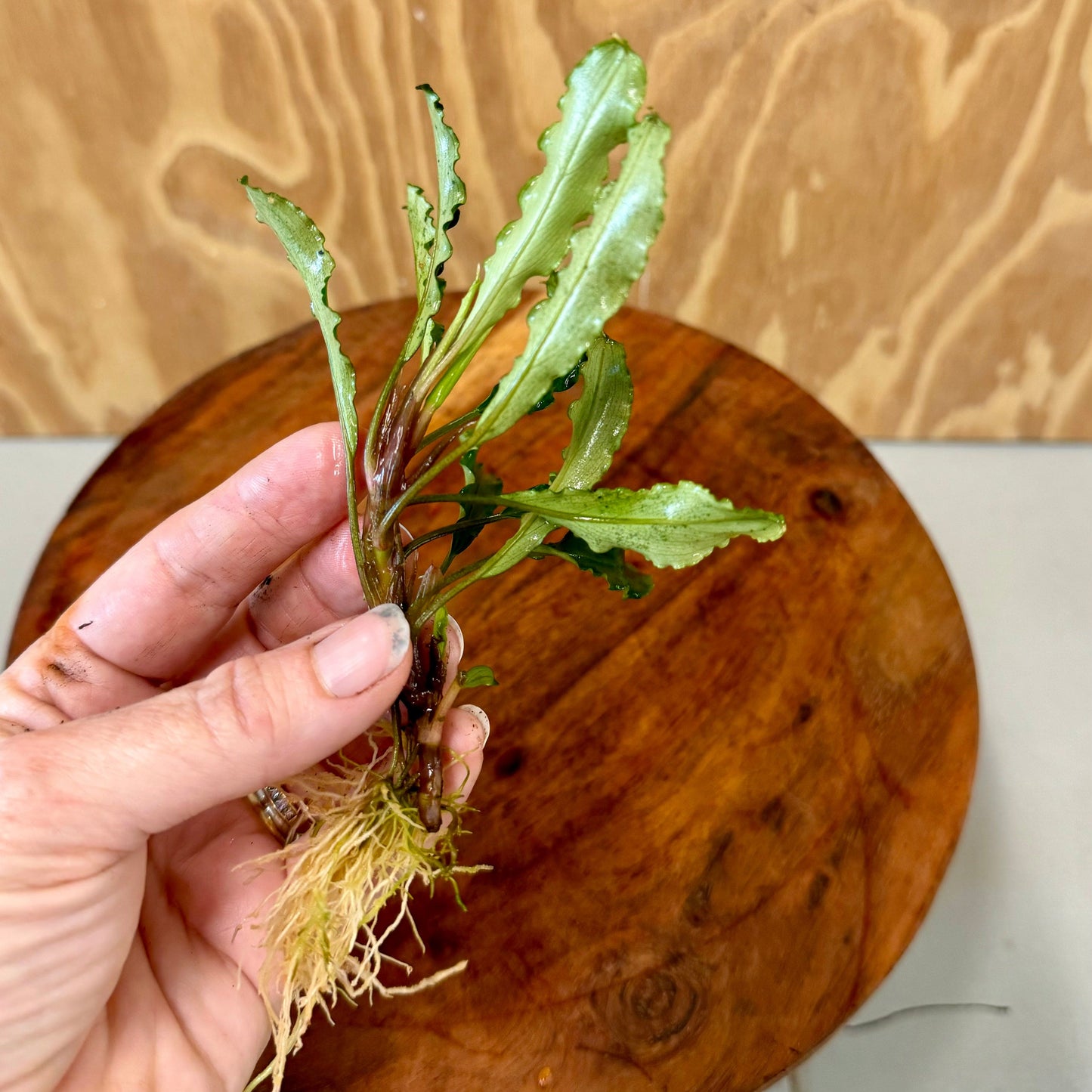 Scapeshop.com.au Bucephalandra Bucephalandra Bare Root Plant (Broad Green Leaf) Bucephalandra Bare Root Plant (Broad Green Leaf) - Scapeshop Australia