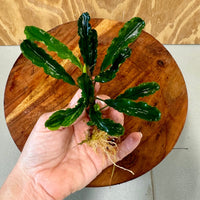 Scapeshop.com.au Bucephalandra Bucephalandra Bare Root Plant (Broad Green Leaf) Bucephalandra Bare Root Plant (Broad Green Leaf) - Scapeshop Australia
