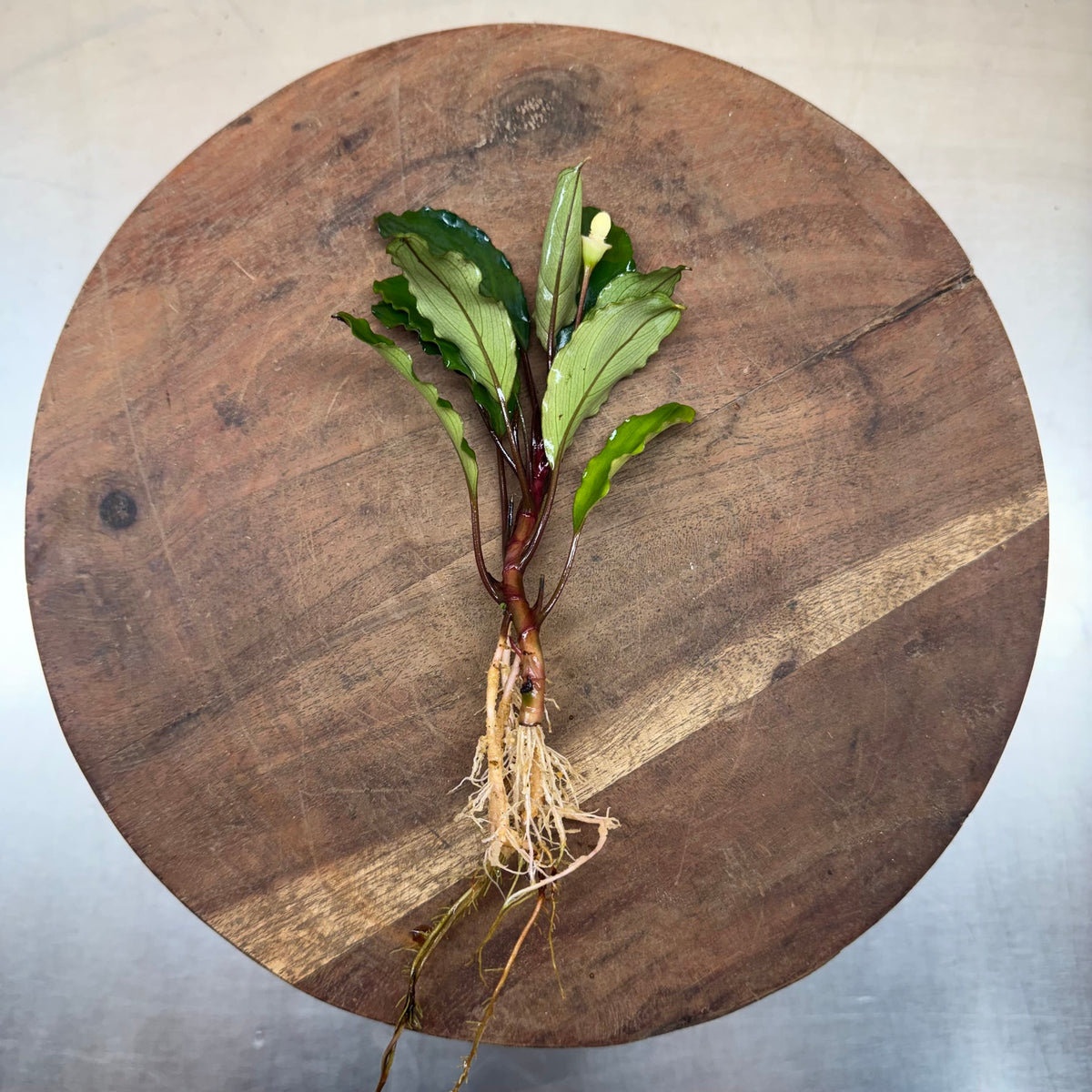 Scapeshop.com.au Bucephalandra Bucephalandra Bare Root Plant (Emerald Ruby) Bucephalandra Bare Root Plant (Emerald Ruby)