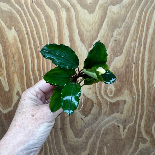 Scapeshop.com.au Bucephalandra Bucephalandra Bare Root Plant (Emerald Ruby) Bucephalandra Bare Root Plant (Emerald Ruby)